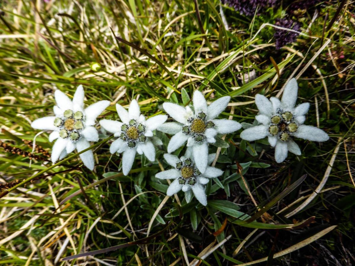 Landhaus Alpenrose - Feriendomizile Pichler Heiligenblut Zewnętrze zdjęcie