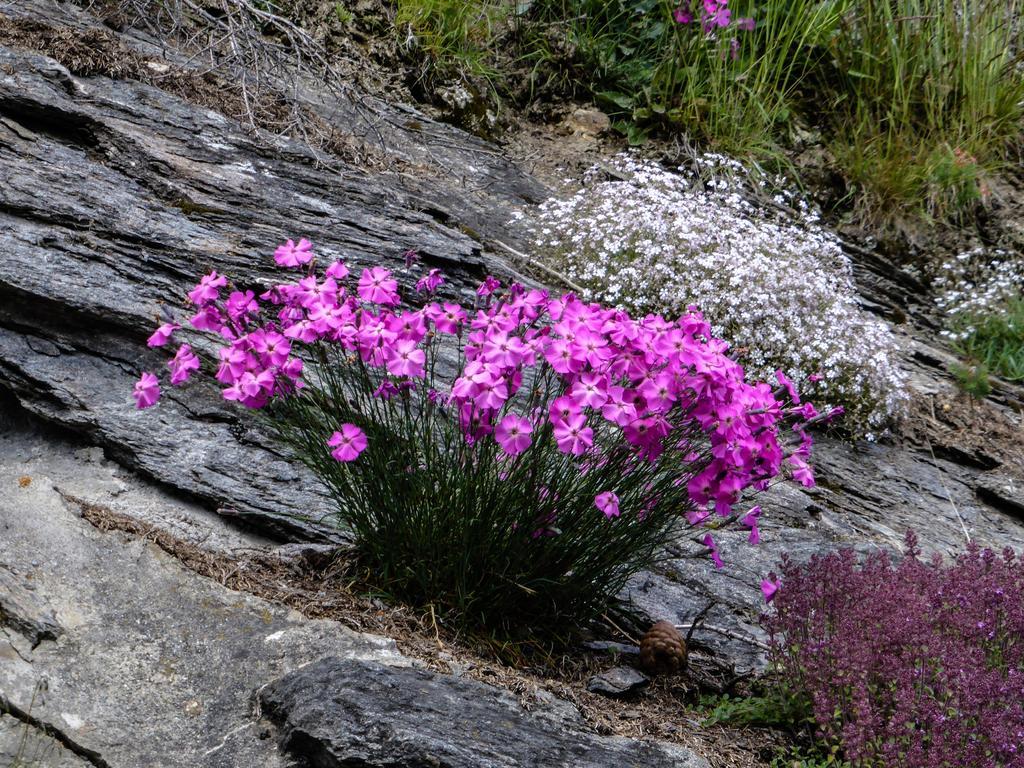 Landhaus Alpenrose - Feriendomizile Pichler Heiligenblut Zewnętrze zdjęcie