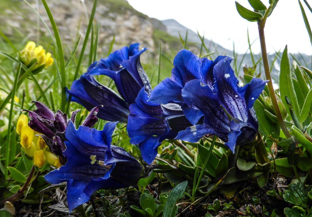 Landhaus Alpenrose - Feriendomizile Pichler Heiligenblut Zewnętrze zdjęcie